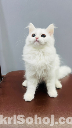 Parshian cat